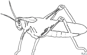 ක්රිකට් මුද්‍රණය කළ හැකි වර්ණ පිටු
